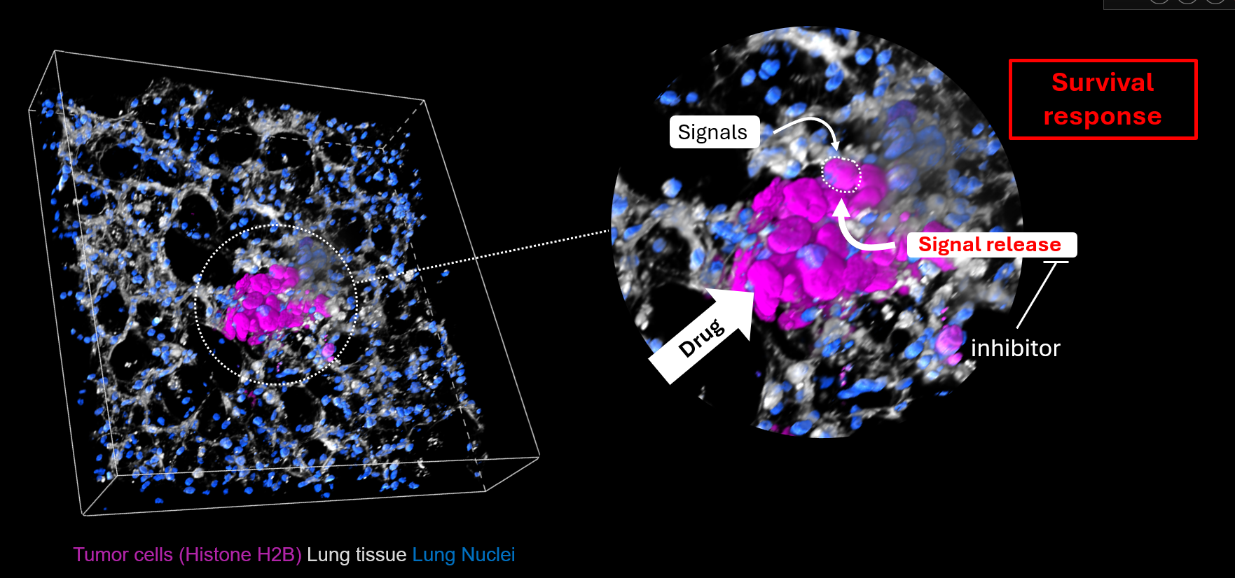 Osteosarcoma LungSITE diagram showing lung tissue imaging, signaling, signal release, and survival response