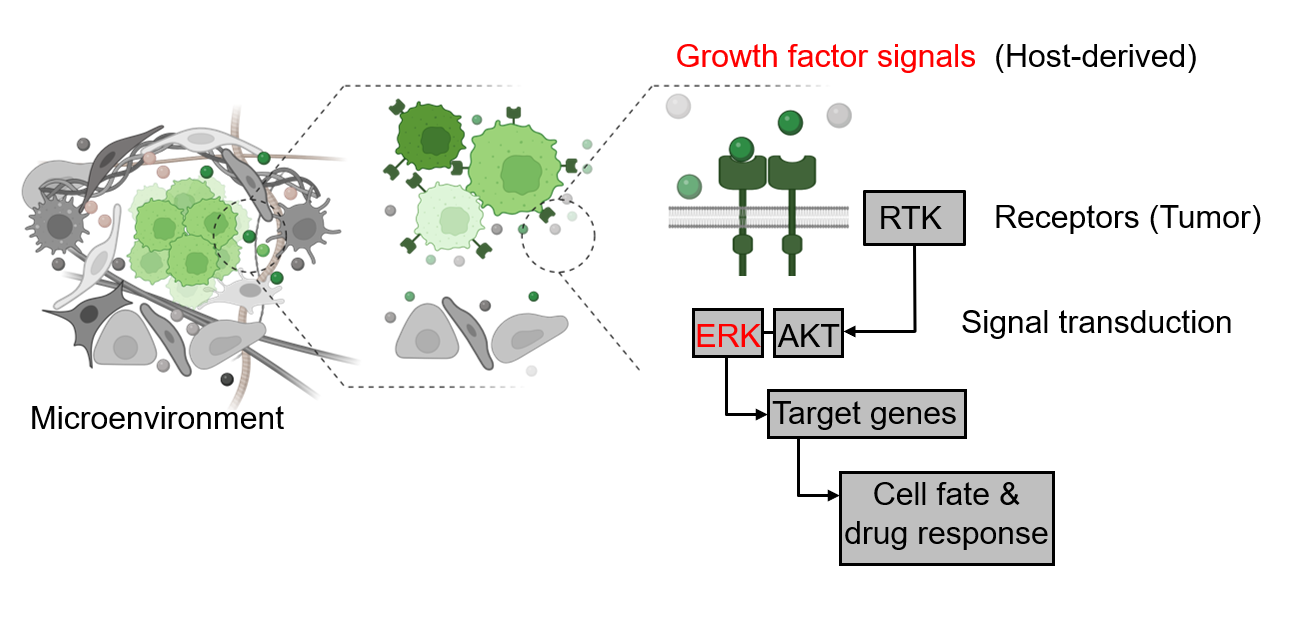 LungSITE schematic connecting host-derived growth factor signals, tumor receptors, ERK and AKT signaling, and drug response