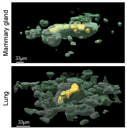 3D rendering of segmented tissue and reporter cells