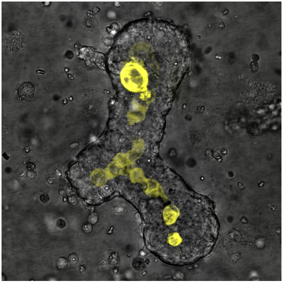 Reporter cells imaged in a mammary gland fragment