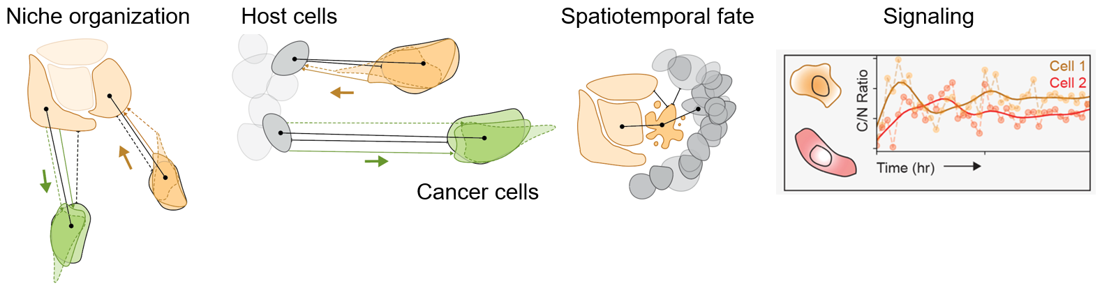 SITE analysis outputs including niche organization, host-cell relationships, spatiotemporal fate, and signaling