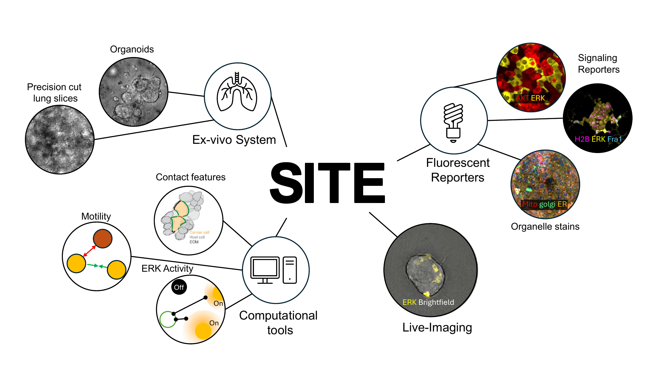 Serial Imaging of Tumor and microEnvironment platform map